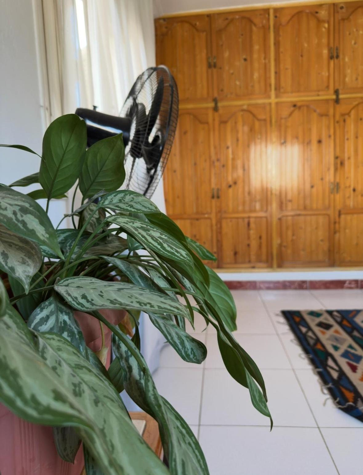 A Touch Of The Orient , Elegant In Maadi Homestay *